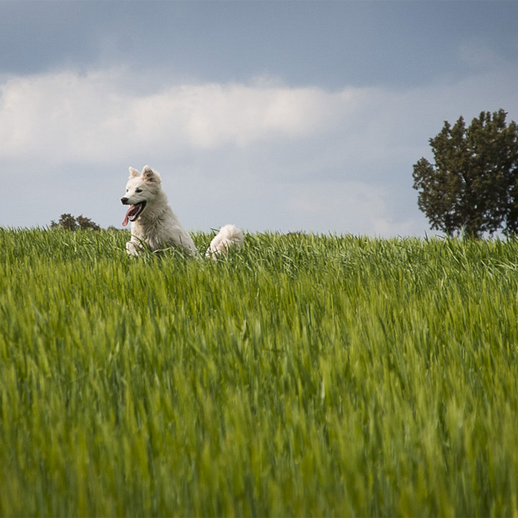 Quattro cose che potrebbero rovinare la tua passeggiata primaverile con Fido